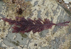 Neoptilota densa