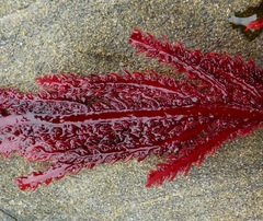 Neoptilota densa