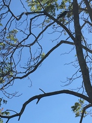 Corvus brachyrhynchos