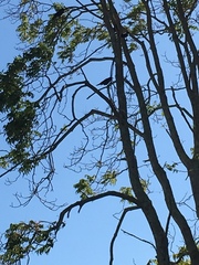 Corvus brachyrhynchos