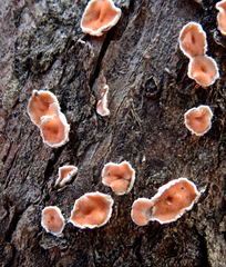 Aleurodiscus ochraceoflavus