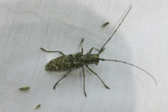 Monochamus carolinensis