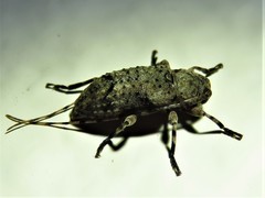 Sternidius mimeticus