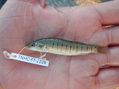 Fundulus similis