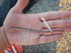 Syngnathus louisianae