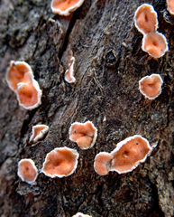 Aleurodiscus ochraceoflavus