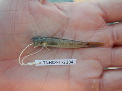 Ctenogobius boleosoma