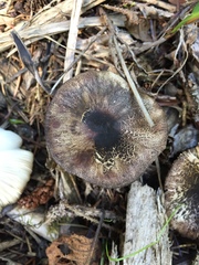 Lepiota flammeotincta