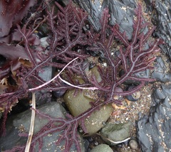 Neoptilota densa