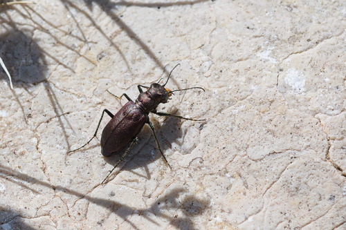 Boreal Long-lipped Tiger Beetle photo 5