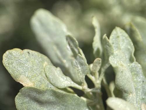 Big Saltbush foliage