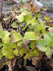 Glehnia littoralis