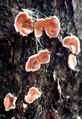 Aleurodiscus ochraceoflavus