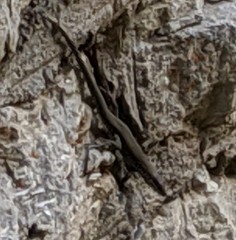 Podarcis muralis maculiventris