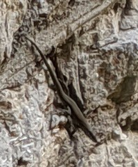 Podarcis muralis maculiventris
