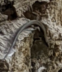 Podarcis muralis maculiventris