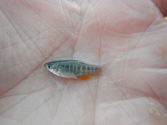 Fundulus xenicus