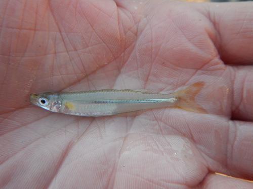 Tidewater silverside (Menidia peninsulae) — Atherinopsidae — 2