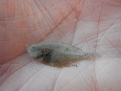 Citharichthys spilopterus