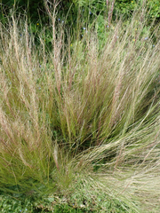 Mexican feather grass (Nassella tenuissima)