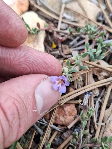 mat penstemon (Penstemon caespitosus)