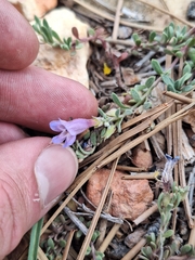 Penstemon caespitosus, photograph (c) Oscar Dove, some rights reserved (CC BY)