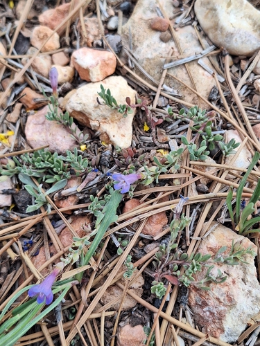 Penstemon caespitosus, photograph 5