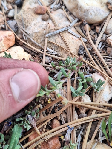 Penstemon caespitosus, photograph 6