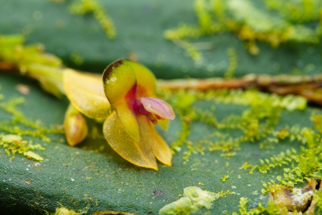 Lepanthes meleagris