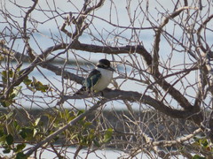 Todiramphus chloris kalbaensis