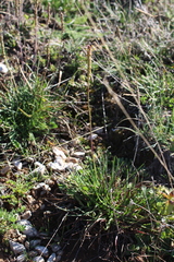 Plantago maritima serpentina