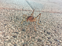 Tachycines asynamorus