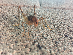 Tachycines asynamorus