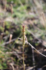 Plantago maritima serpentina