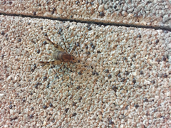 Tachycines asynamorus