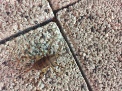 Tachycines asynamorus
