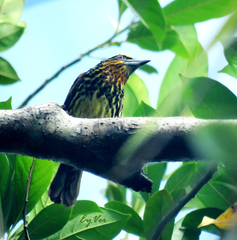 Capito auratus
