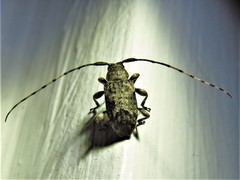 Sternidius mimeticus