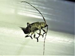 Sternidius mimeticus