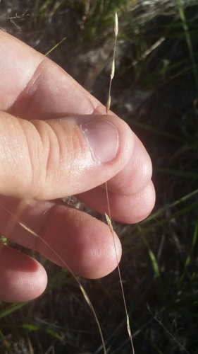Image of Coastal Lovegrass by (c) Jay Horn, some rights reserved (CC BY)