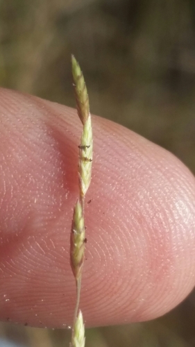 Image of Coastal Lovegrass by (c) Jay Horn, some rights reserved (CC BY)