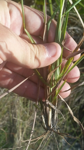 Image of Eragrostis refracta by (c) Jay Horn, some rights reserved (CC BY)
