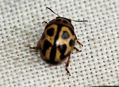 Peltoschema oceanicum