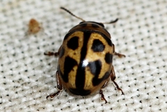 Peltoschema oceanicum