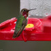 Anna's × Calliope Hummingbird - Photo (c) Rich Kostecke, some rights reserved (CC BY-NC), uploaded by Rich Kostecke