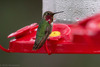 Anna's × Calliope Hummingbird - Photo (c) Rich Kostecke, some rights reserved (CC BY-NC), uploaded by Rich Kostecke