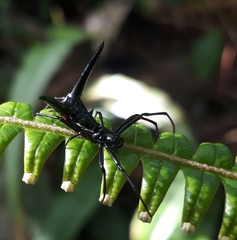 Micrathena raimondi