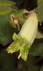 Correa reflexa reflexa