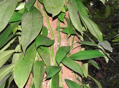 Rhaphidophora hongkongensis