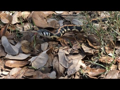 Thamnophis cyrtopsis ocellatus